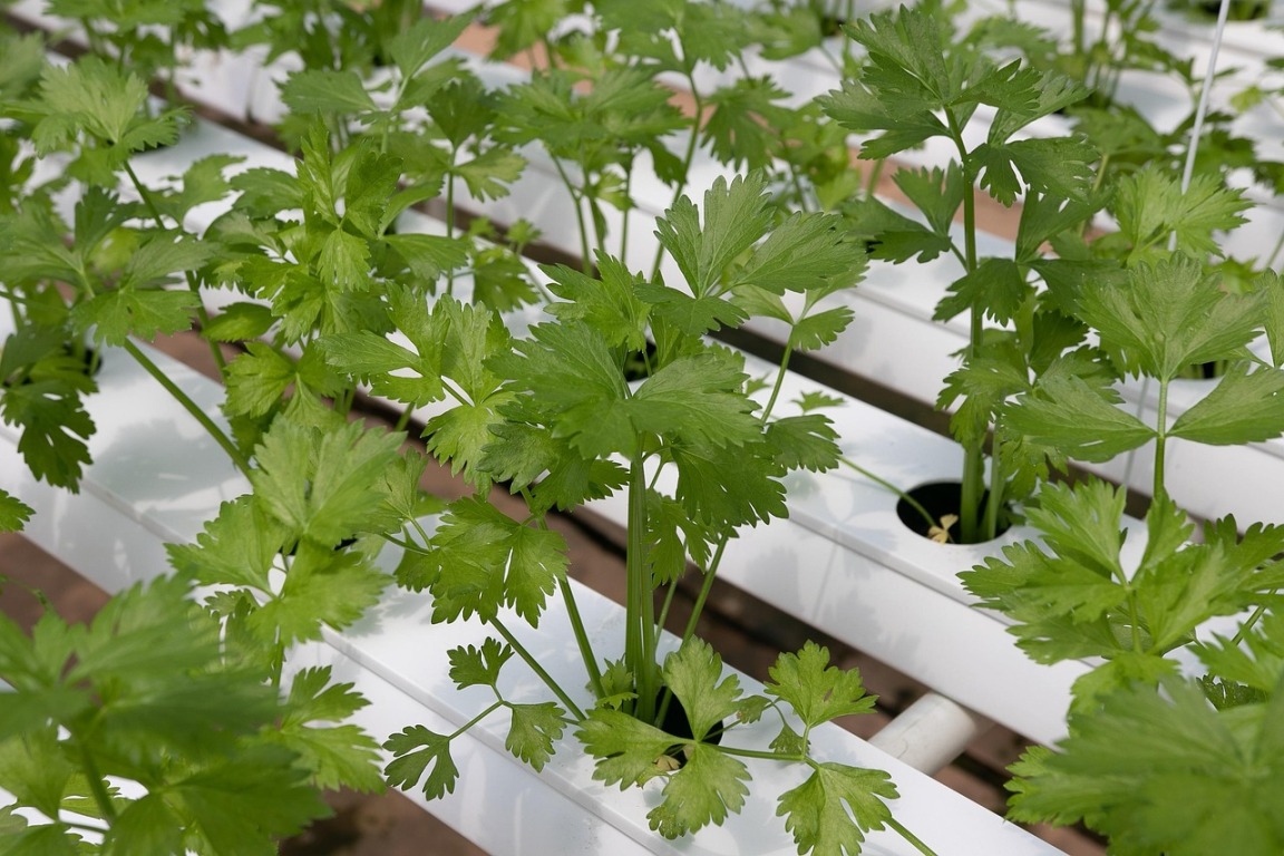 vertical farming research